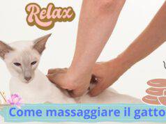 Come massaggiare un gatto