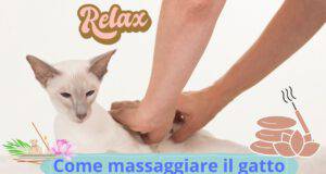 Come massaggiare un gatto