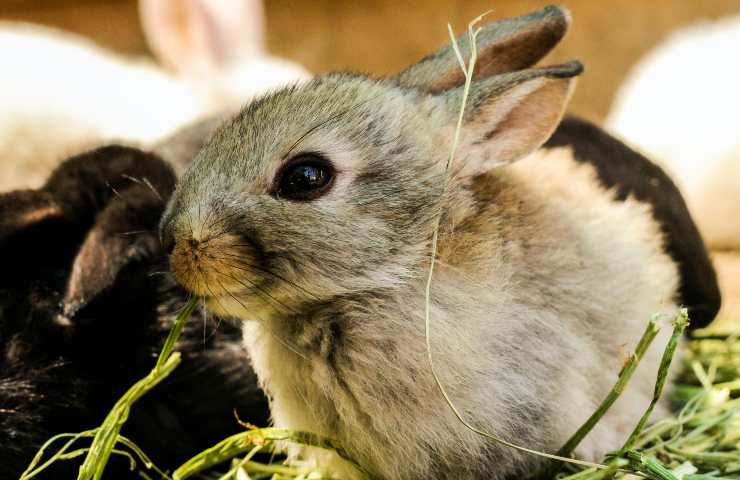 Coniglio mangia 