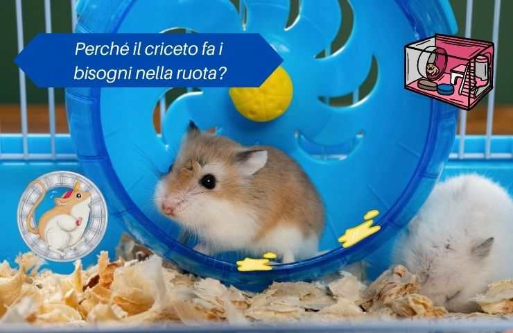 Criceto fa cacca e pipì nella ruota