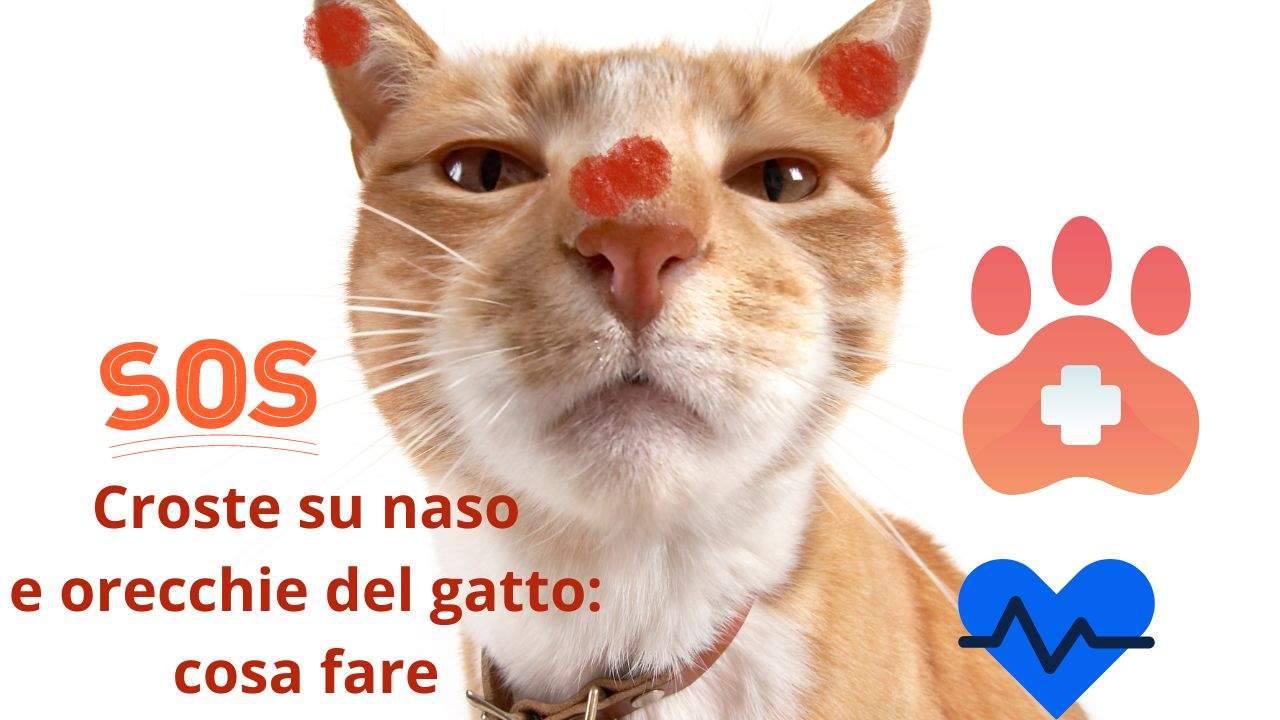 Maschera Protezione Cavallo Harrison Howard CareMaster - Standard Con Orecchie, Anti Insetti E UV, Taglia XL - Foto 8