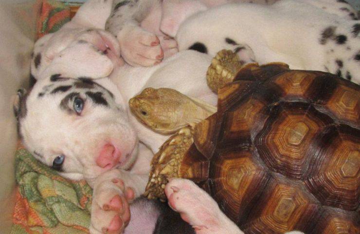 orfani tartaruga cuccioli fratellini