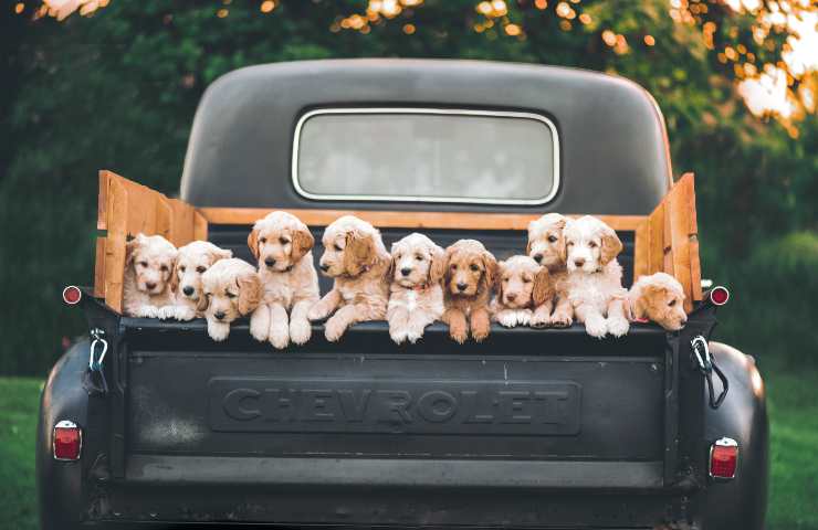 Cuccioli sul furgone