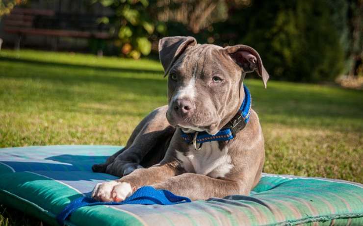 Cucciolo di Amstaff