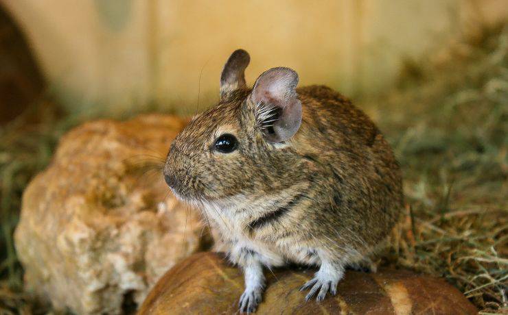 Degu