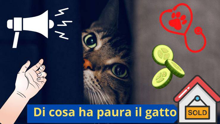 Il gatto ha paura