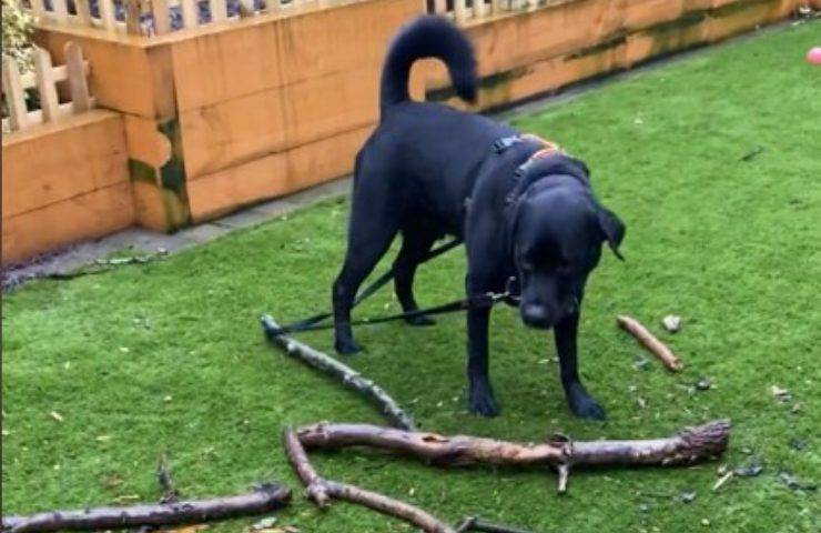 cane raccoglie legna video