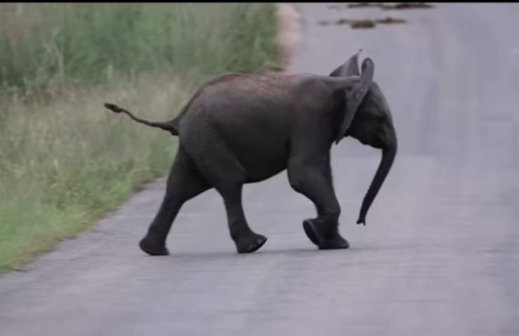 Elefantino cucciolo scuola savana