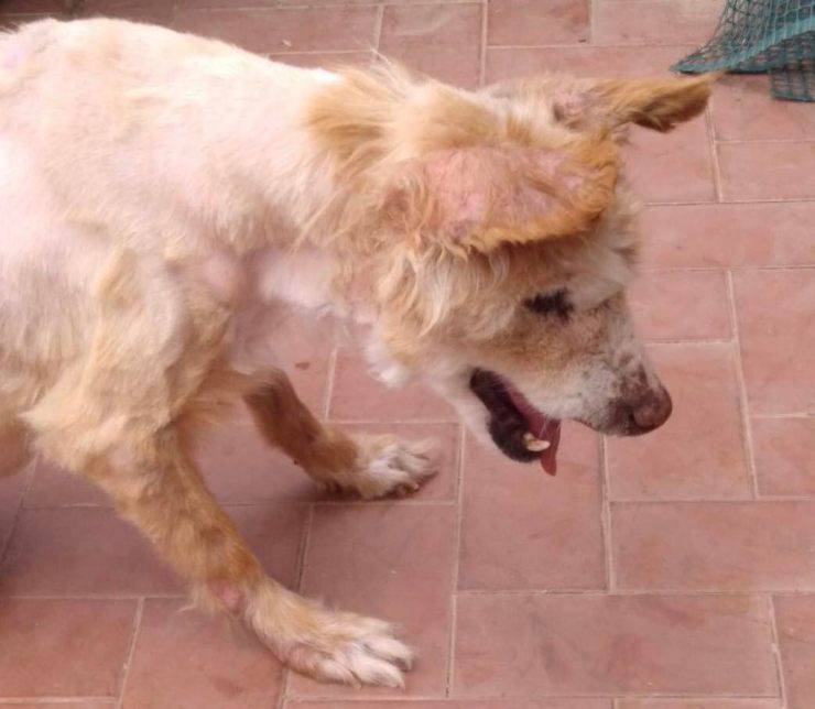 cagnolina cieca sorda