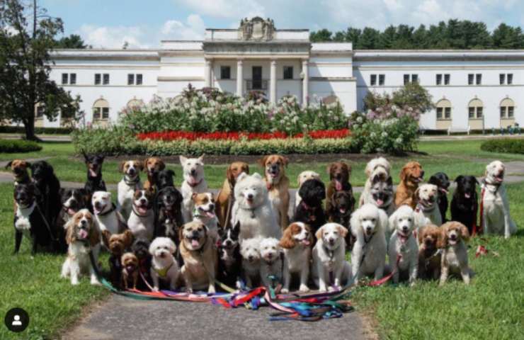 foto cani posa dog-sitter