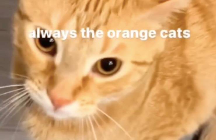 gatti arancioni dispetti pregiudizi