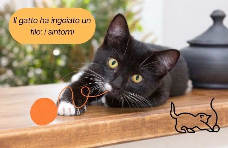 Gatto con il filo