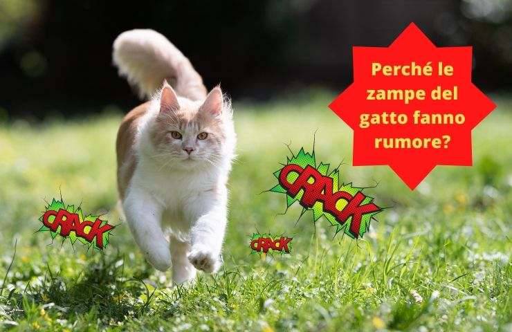 Gatto corre nel prato