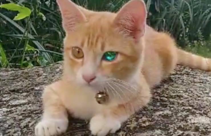 gatto occhi color diamante 