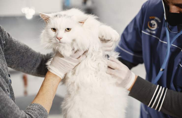 Gatto dal veterinario 