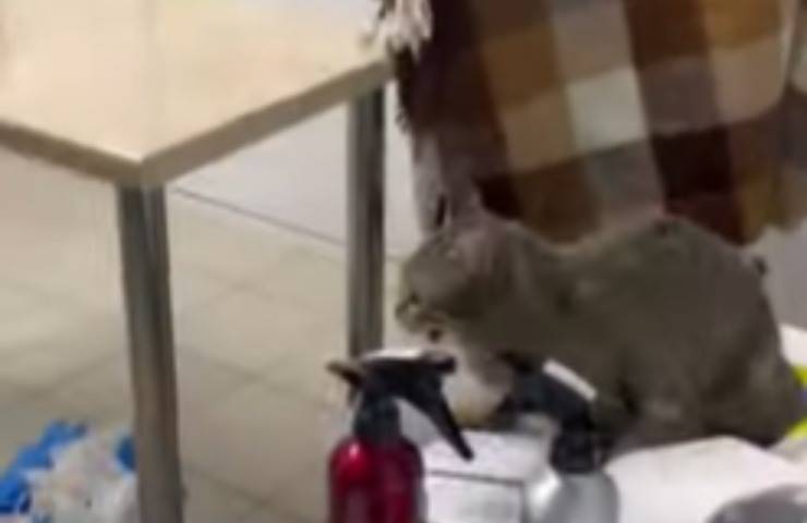 gattino spaventato corre clinica