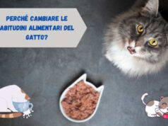 Cambiare abitudini alimentari del gatto
