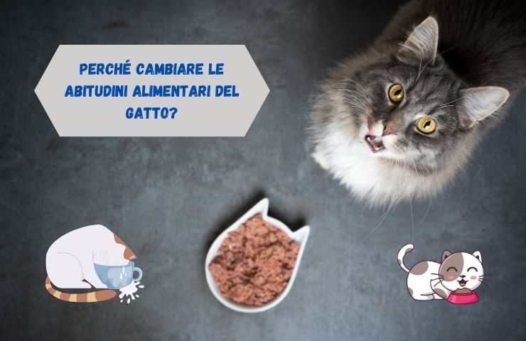 Gatto davanti alla ciotola