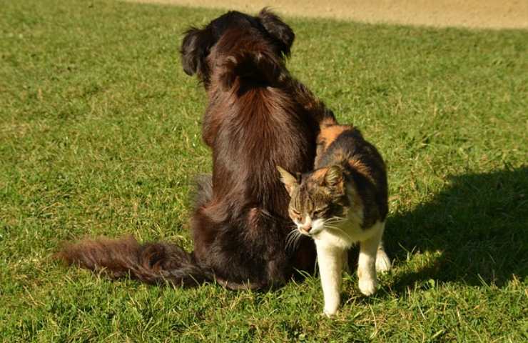 Gato y perro 