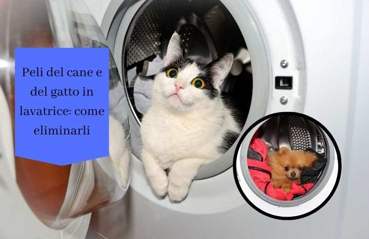 Gatto e cane in lavatrice