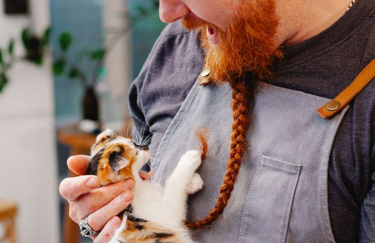 Gatto gioca con treccia barba
