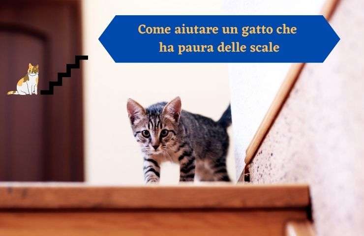 Gatto evita scale