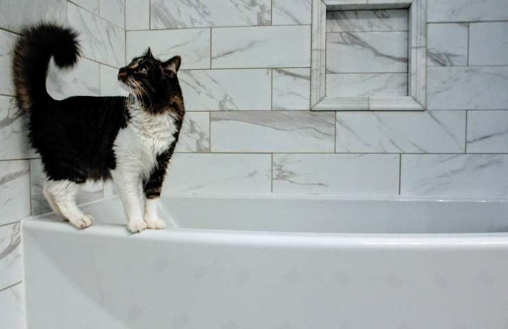 Gatto in bagno 