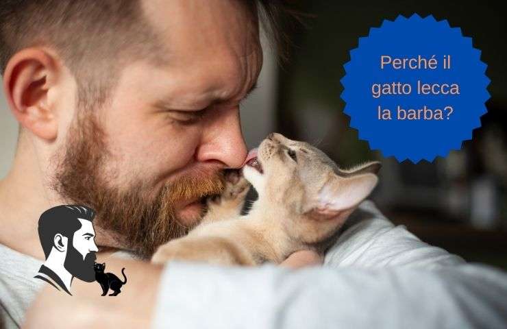 Motivi per cui il felino lecca la barba