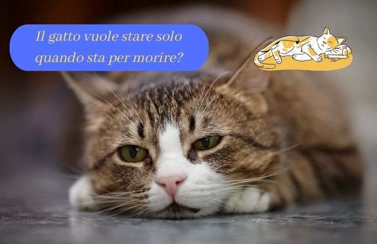 Gatto malato 