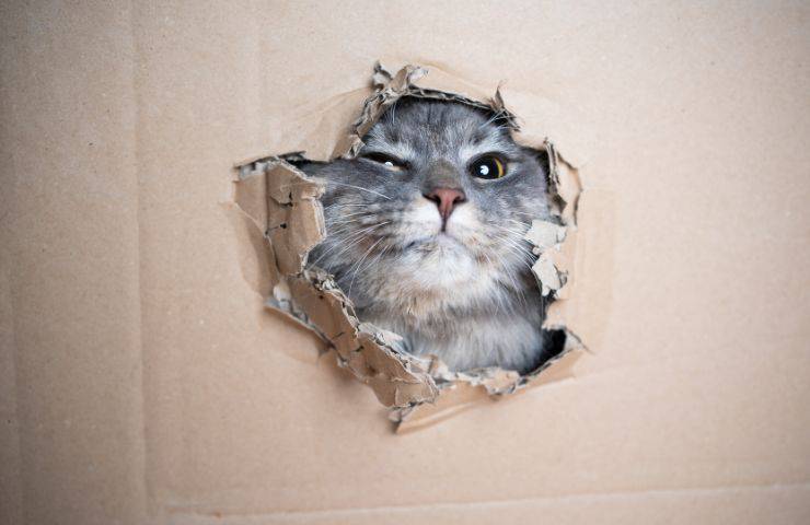 Gatto scatolone