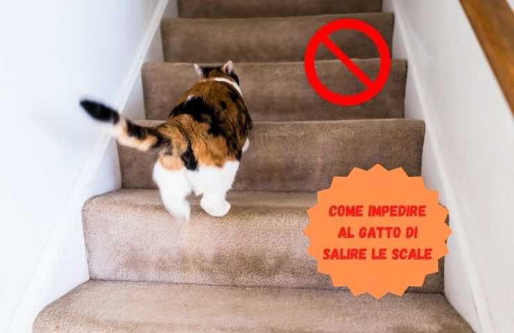 Gatto sale le scale