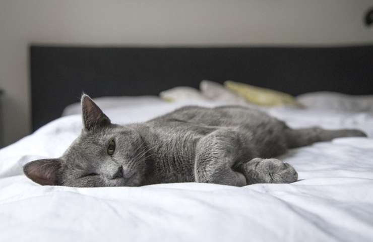 Gatto steso sul letto