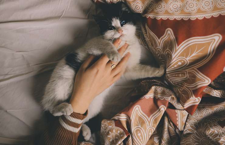 Gatto sul letto con donna