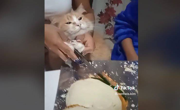Gatto taglia torta video