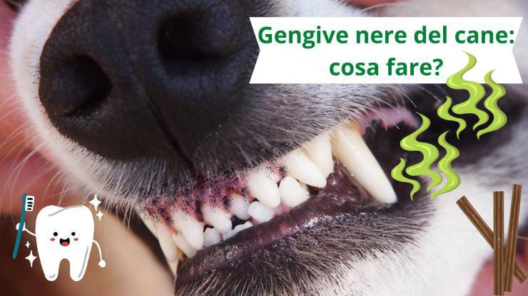 denti del cane