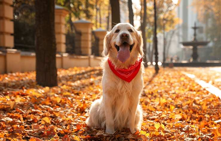 golden retriever