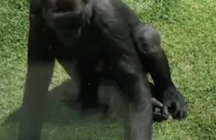 enorme gorilla piccolo ferito