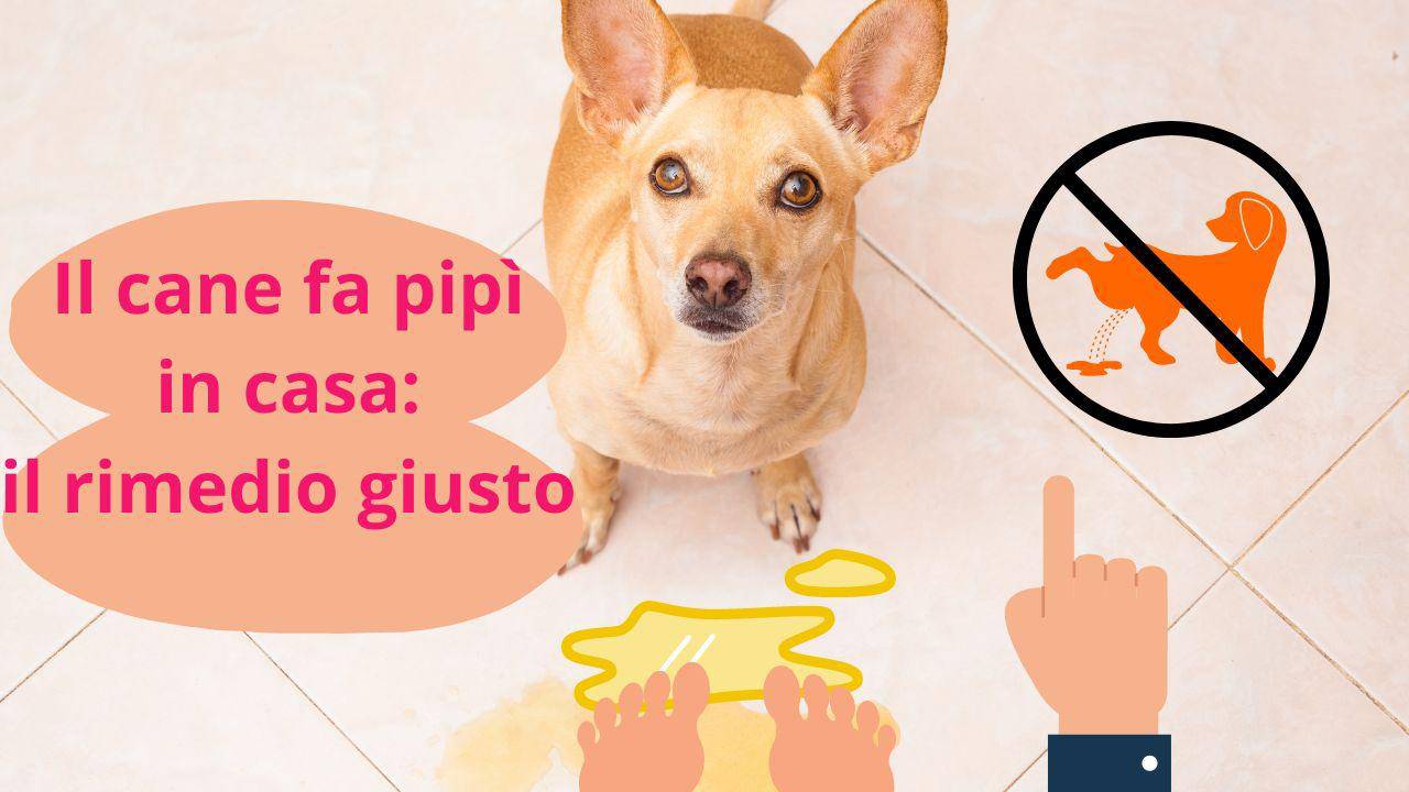 Ecco perché il tuo cane fa la pipì in casa e come farlo smettere subito