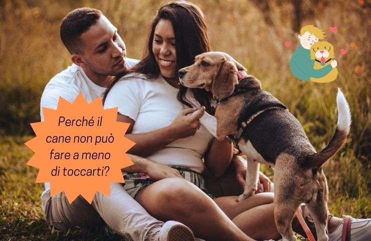 Il cane tocca il suo umano