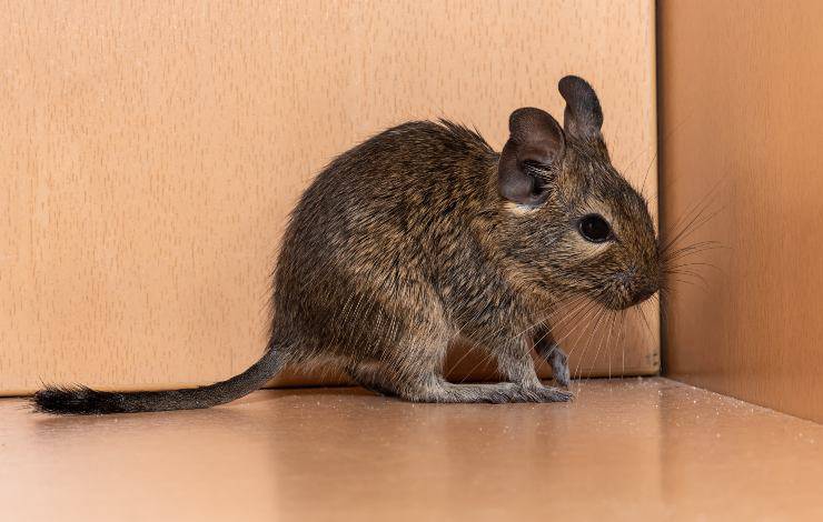 degu