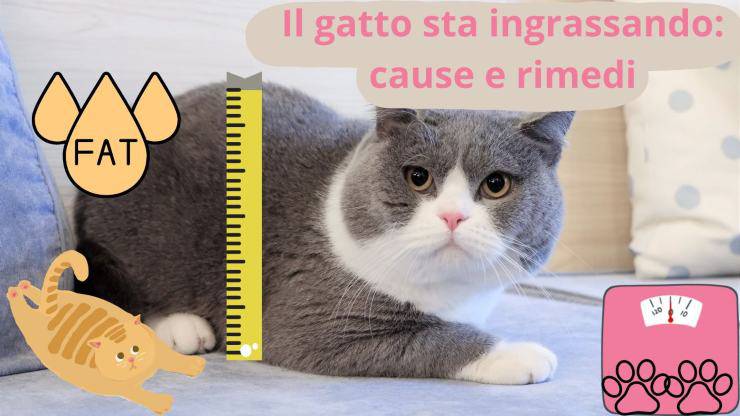 Gatto grasso