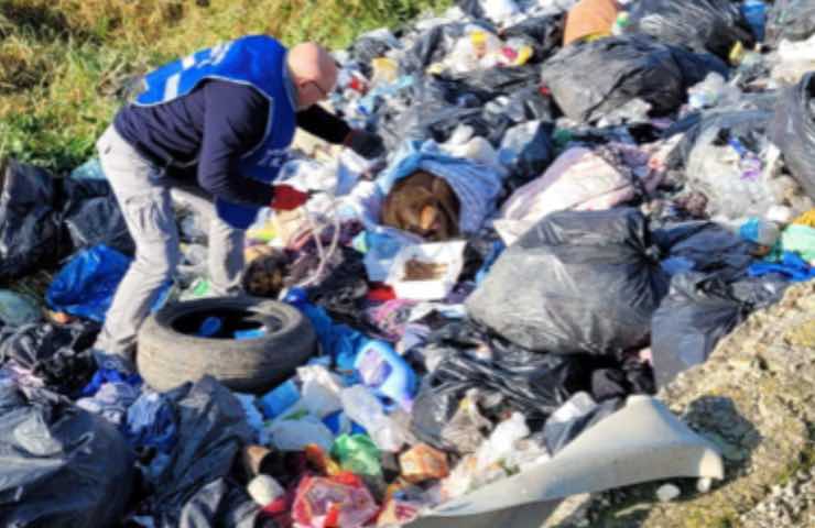 cane sfigurato abbandonato discarica