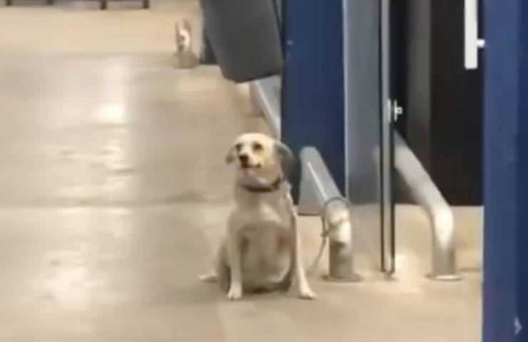 cane legato supermarket abbandona