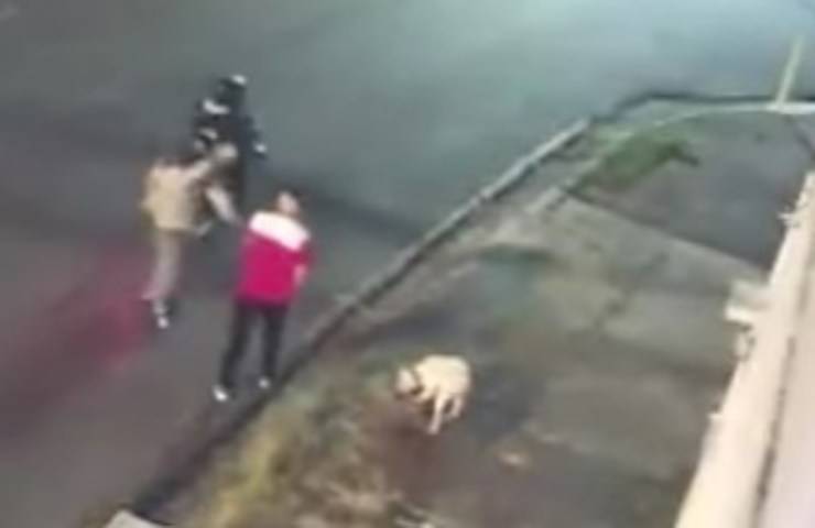 Cane protegge il suo proprietario da un colpo di pistola (Screen Video)