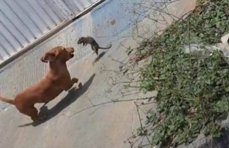 Rissa in strada: cane e topo lo scontro all'ultimo salto conquista il web-Video