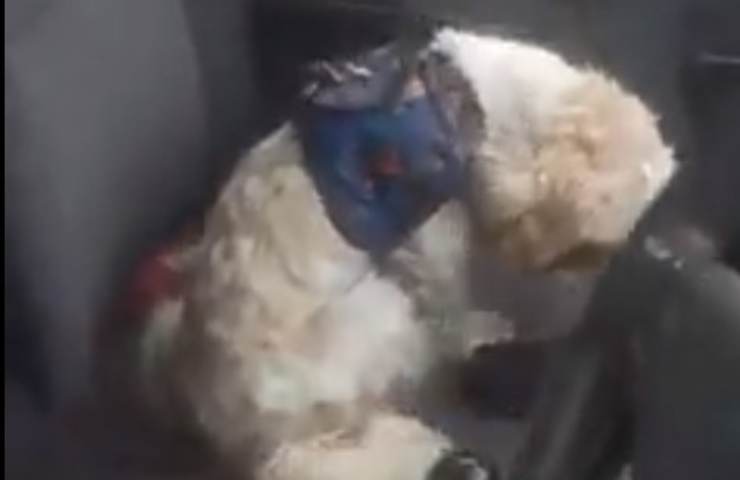 Abbandonato in taxi con tanto di istruzioni, il cucciolo di maltese diventa virale su Tik Tok