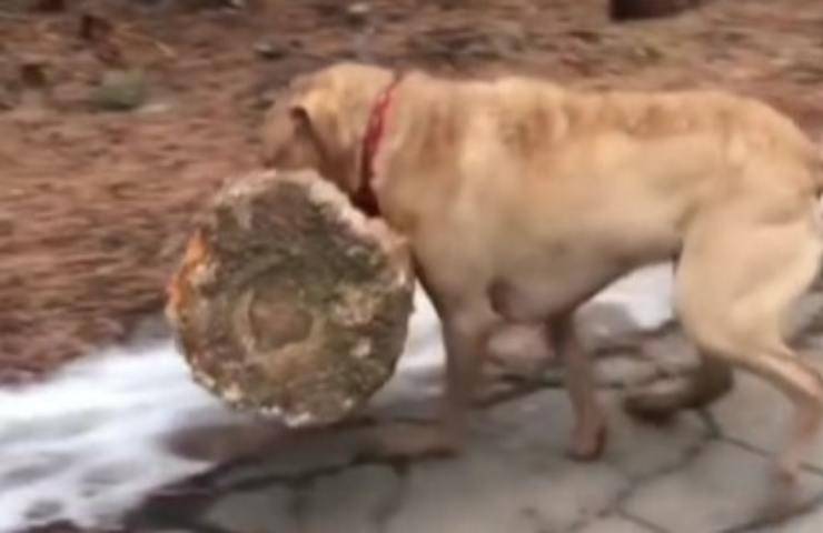 Il cane più forte del mondo, il video virale sconvolge il web (Screen Video)