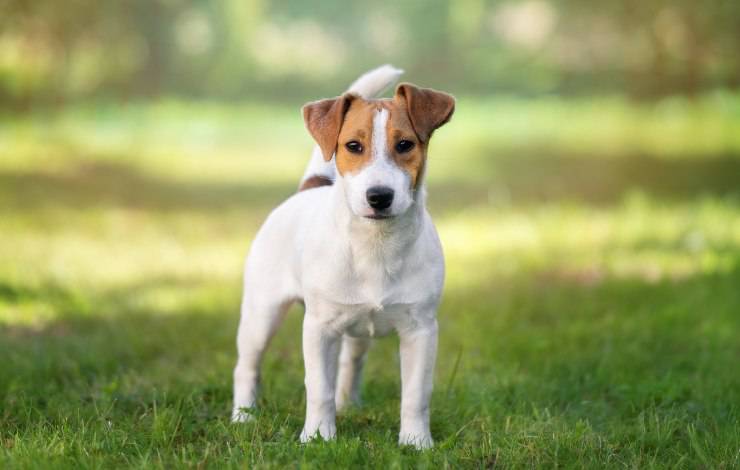 Jack Russell Terrier