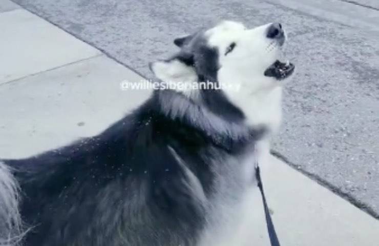 cucciolo cane ambulanza avverte