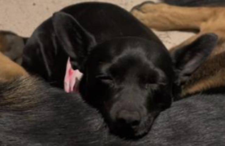 cagnolina stormy aiuta morte